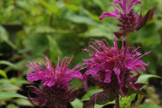 Monarda 'Scorpion' bestellen